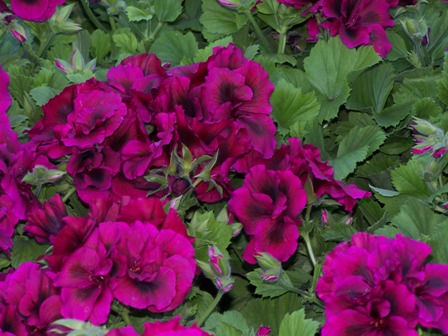 Pelargonia angielska 